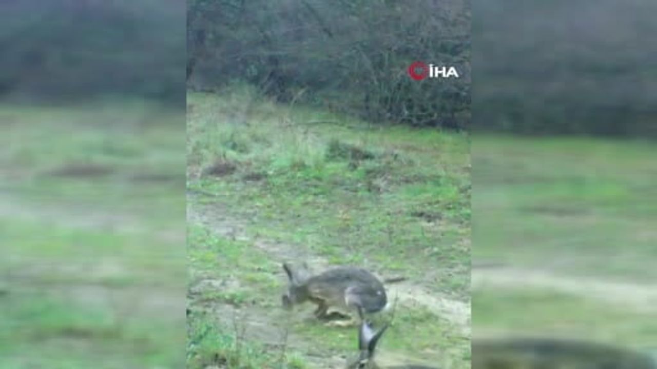 Edirne'de Fotokapana Yakalanan İki Yaban Tavşanı Doğaseverleri Gülümsetti