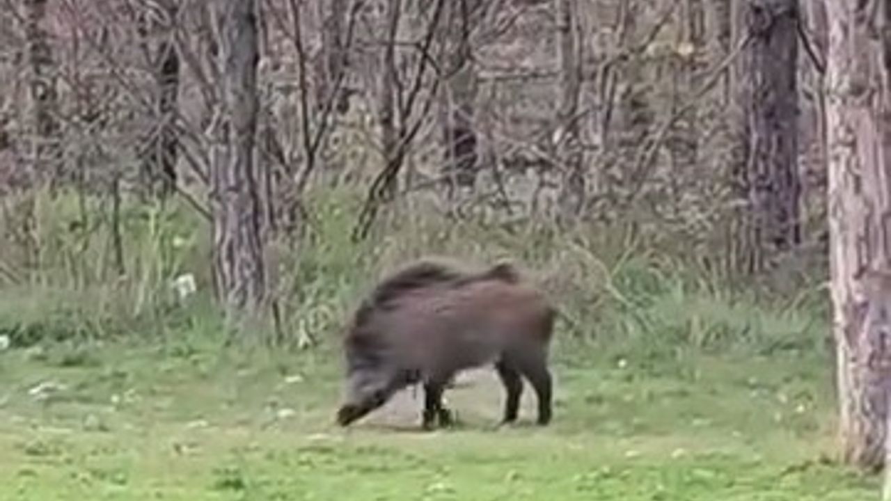 Edirne'de Trakya Üniversitesi Balkan Yerleşkesi yakınlarında yaban domuzu görüldü