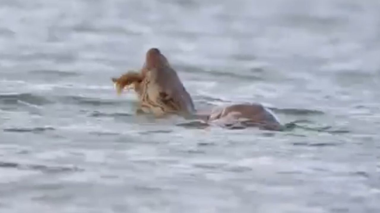 Eflani'de nesli tehlikedeki su samuru, Bostancılar Göleti'nde kerevit avlarken görüntülendi