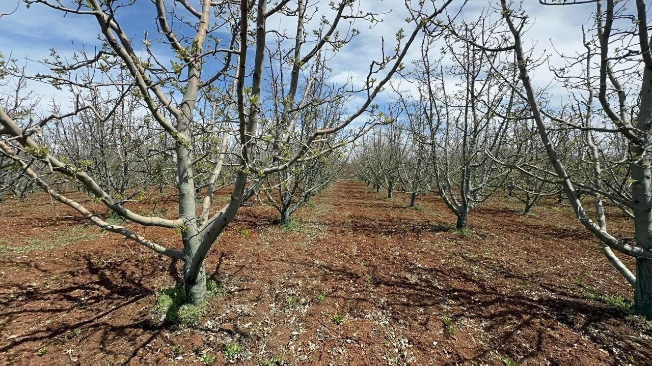 Eğirdir'de kuraklık tarımı değiştirdi: Elmadan zeytin ve vişneye geçiş