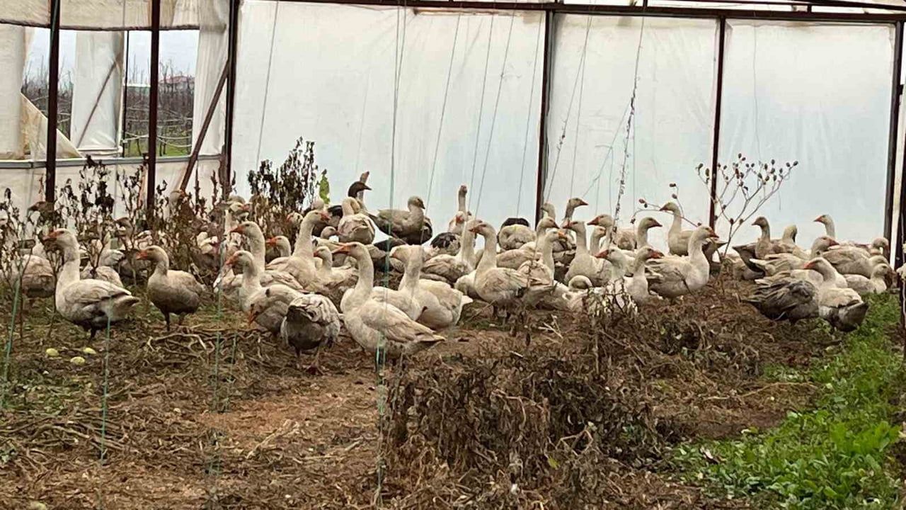 Eğirdir MAREM, meyve bahçelerinde yabani otla mücadelede kaz yetiştiriciliğini başlattı