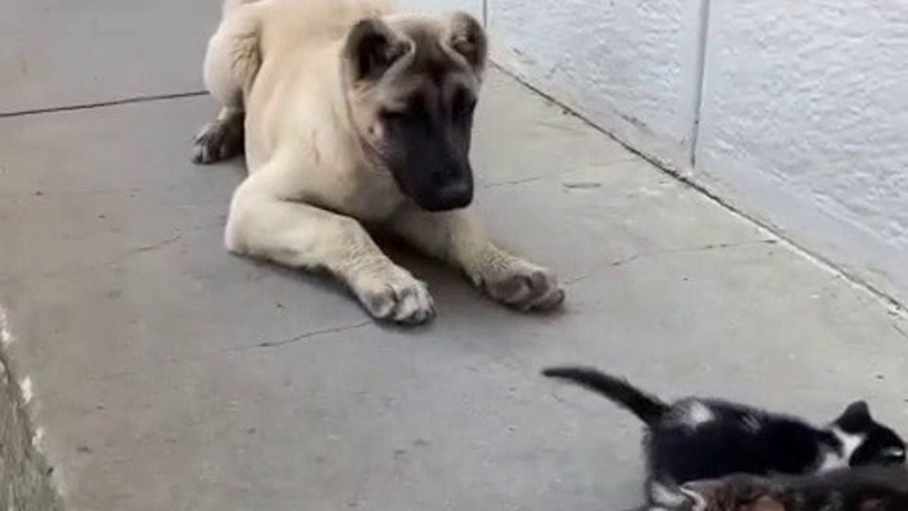 Ekmek kavgası bitti: Kedi ve köpekler ev ortamında daha uyumlu