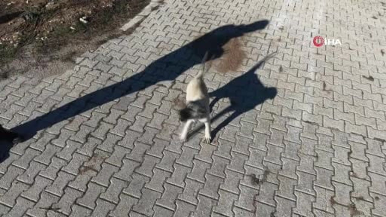 Elazığ Alaca Köyünde Yavru Kangalın Dronla Tanışması