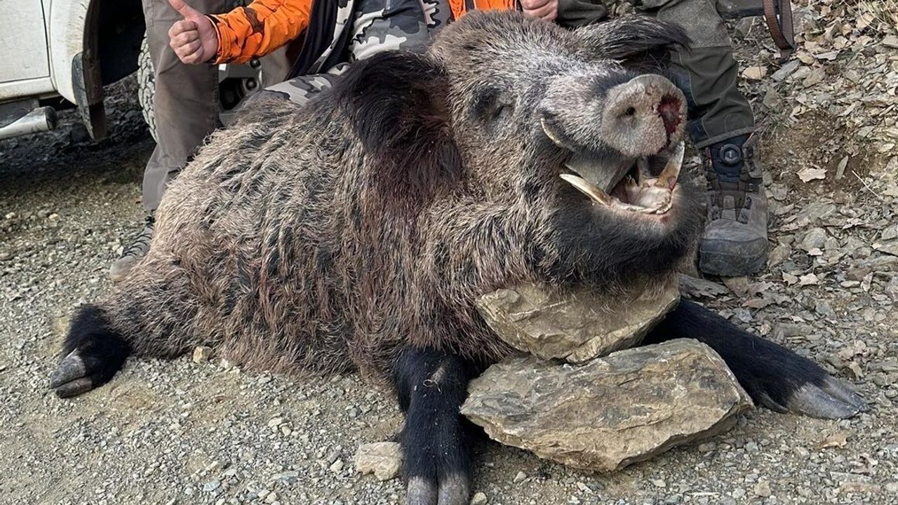 Elazığ'da av turizmi: Tarım ve Orman Bakanlığı izniyle 200 kiloluk yaban domuzu avlandı