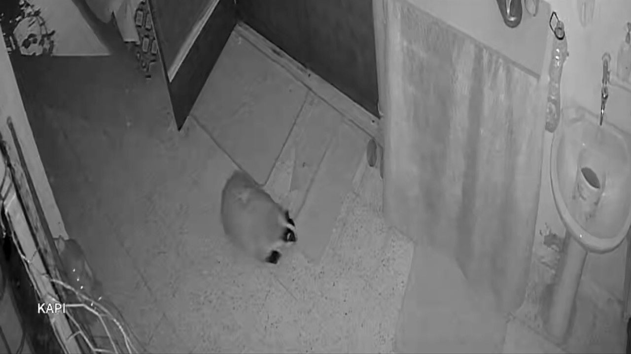 Elazığ'da Kedilerin Mamasını Yiyen Porsuk İçin Köy Evine Alarm Sistemi Kuruldu