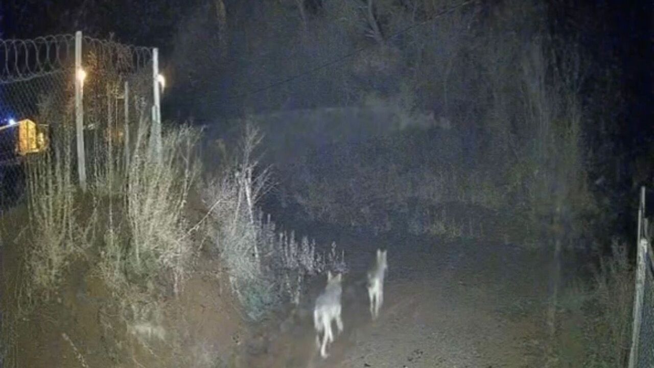 Elazığ'da Kürk Köyü'nde Sürü Halinde Kurtlar Güvenlik Kamerasına Yansıdı