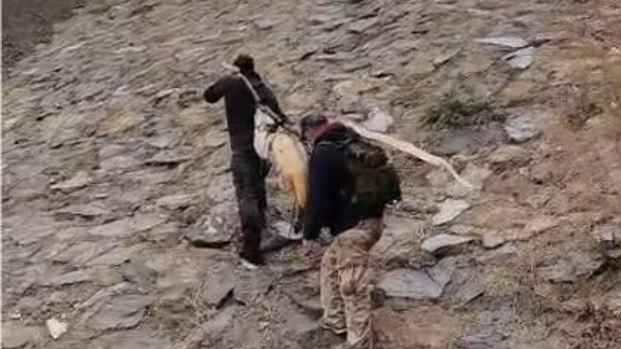 Elazığ'da Murat Nehri'nde yakalanan 60 kiloluk turna çam sırığıyla taşındı