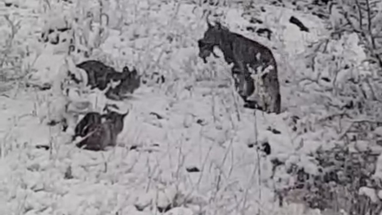 Elazığ'da vaşak ailesi keklik avında görüntülendi