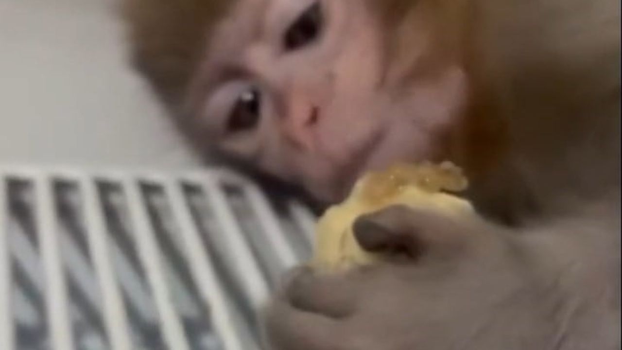 Elazığ'da yakalanan makak yavrusu koruma altına alındı