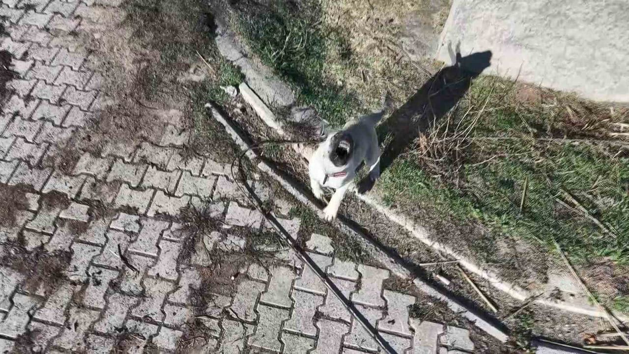 Elazığ'da yavru kangalın dronla ilk karşılaşması