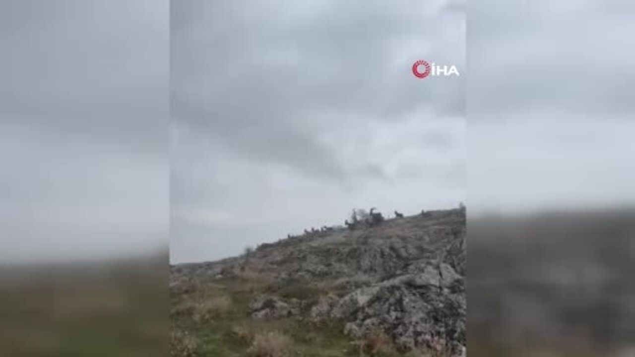 Elazığ Harput Mahallesi'nde koruma altındaki yaban keçileri sürü halinde görüntülendi