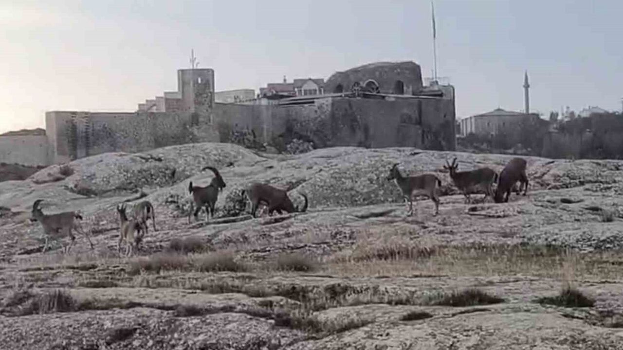 Elazığ Harput'ta dağ keçileri sürü halinde Harput Kalesi eteklerinde görüntülendi