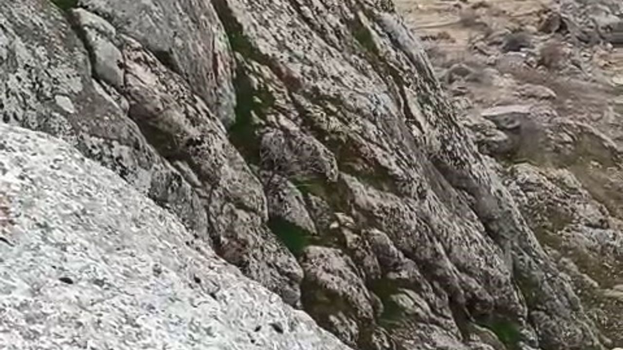 Elazığ Harput'ta Sürü Halinde Dağ Keçileri Görüldü