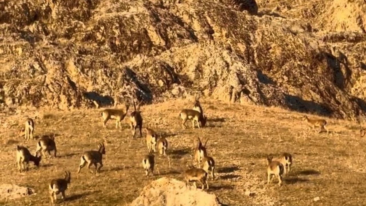 Elazığ Palu Kalesi çevresinde sürü halinde dağ keçileri görüntülendi
