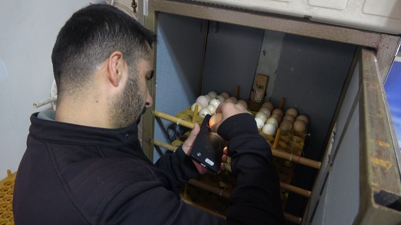 Elektrik Mühendisi Enes Akgül, Atık Malzemelerle Kuluçka Makinesi Yapıp Civciv Üretti
