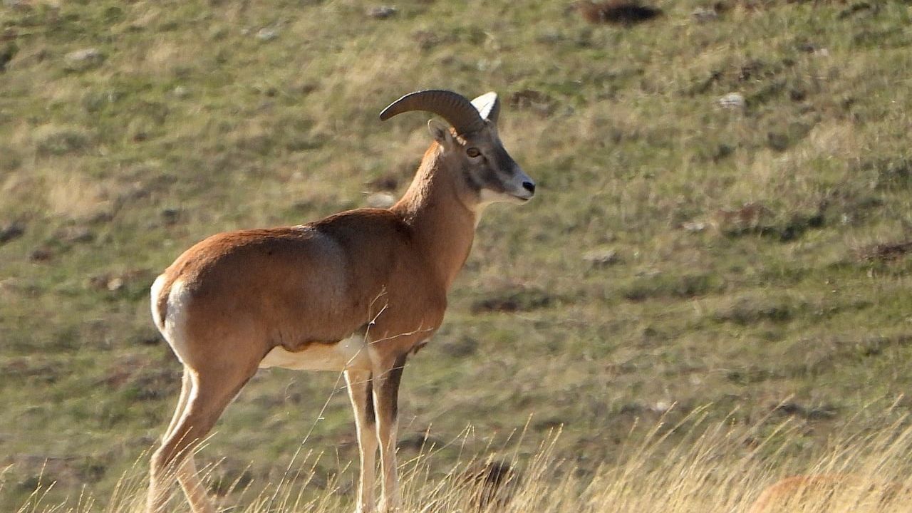 Endemik Anadolu Yaban Koyunu üretimi Afyonkarahisar Şuhut'ta devam ediyor