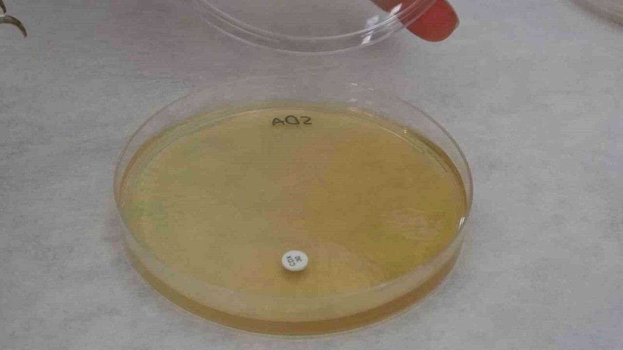 Endemik Malatya kantaronu Hypericum malatyanum, kimyasal açıdan Hypericum perforatum'dan daha zengin bulundu