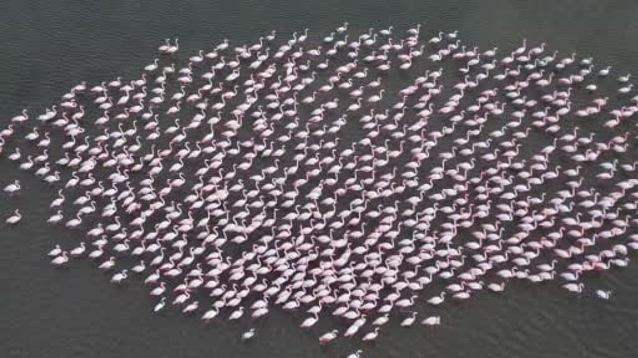 Enez Gala Gölü, Avrupa-Asya Göç Yolunda Flamingoların Konakladığı Sulak Alan