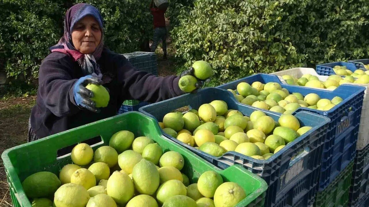 Erdemli'de depoluk limon hasadı başladı: Binlerce aile için gelir kaynağı