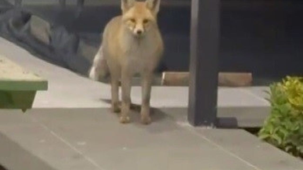 Erzincan Binkoç'ta tilki, köpeklerle çevrili bahçeye girip kedi mamalarını yedi