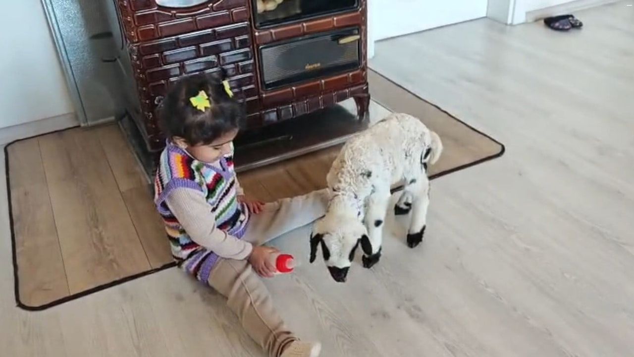 Erzincan’da 3 yaşındaki Ezo’nun 'Pırıl' ile kurduğu bağ izleyenleri ısıttı