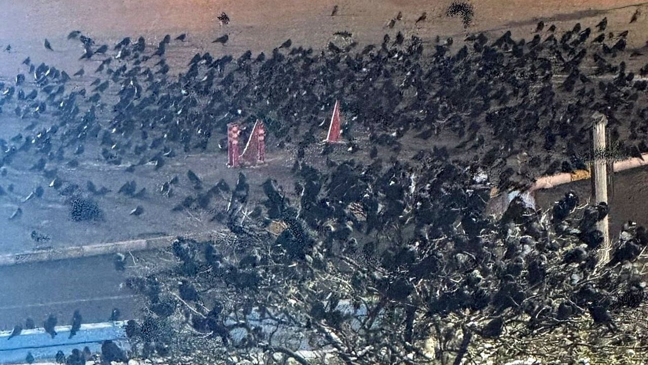 Erzincan'da Akşam Saatlerinde Artan Karga Yoğunluğu Vatandaşları Zorluyor