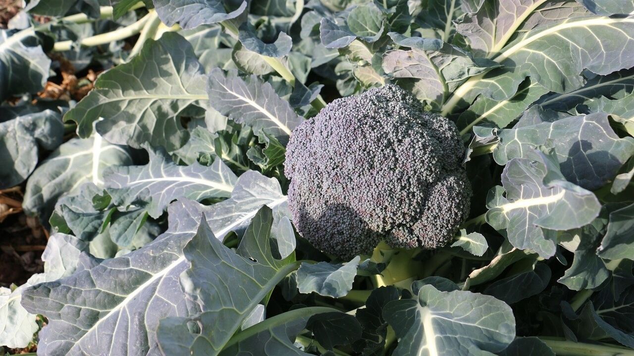 Erzincan’da Aralık ayında açık alanda brokoli, karnabahar ve mor lahana hasadı