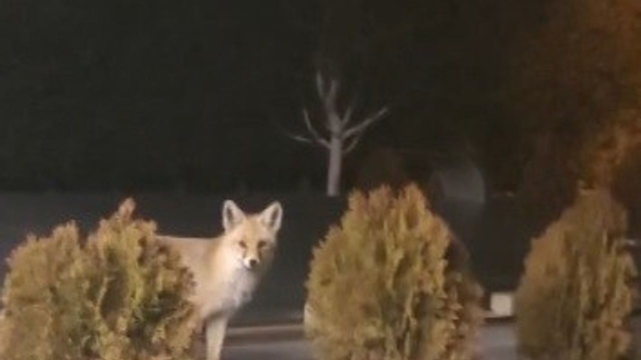 Erzincan'da bahçeye giren tilki, kedilerin mamasına yönelince saldırıya uğradı