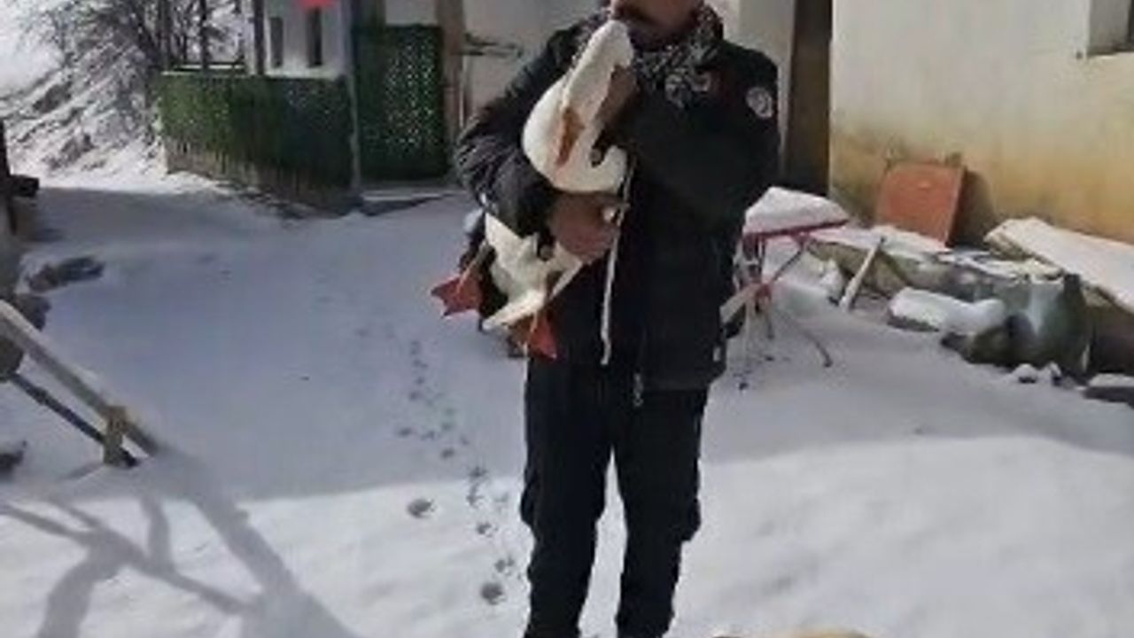 Erzincan'da çiftçi Baki Kaya, misafirleri için keseceği kazdan helallik istedi