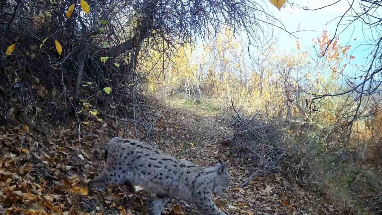 Erzincan'da Görüntülenen Nesli Tehlikedeki Vaşak 'Ormanın Hayaleti'