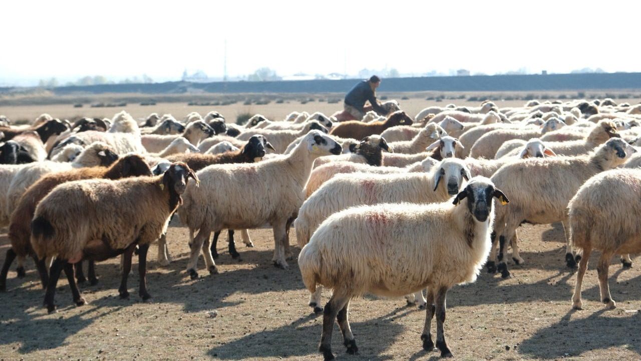 Erzincan'da havaların ısınması küçükbaş sürülerini meraya döndürdü