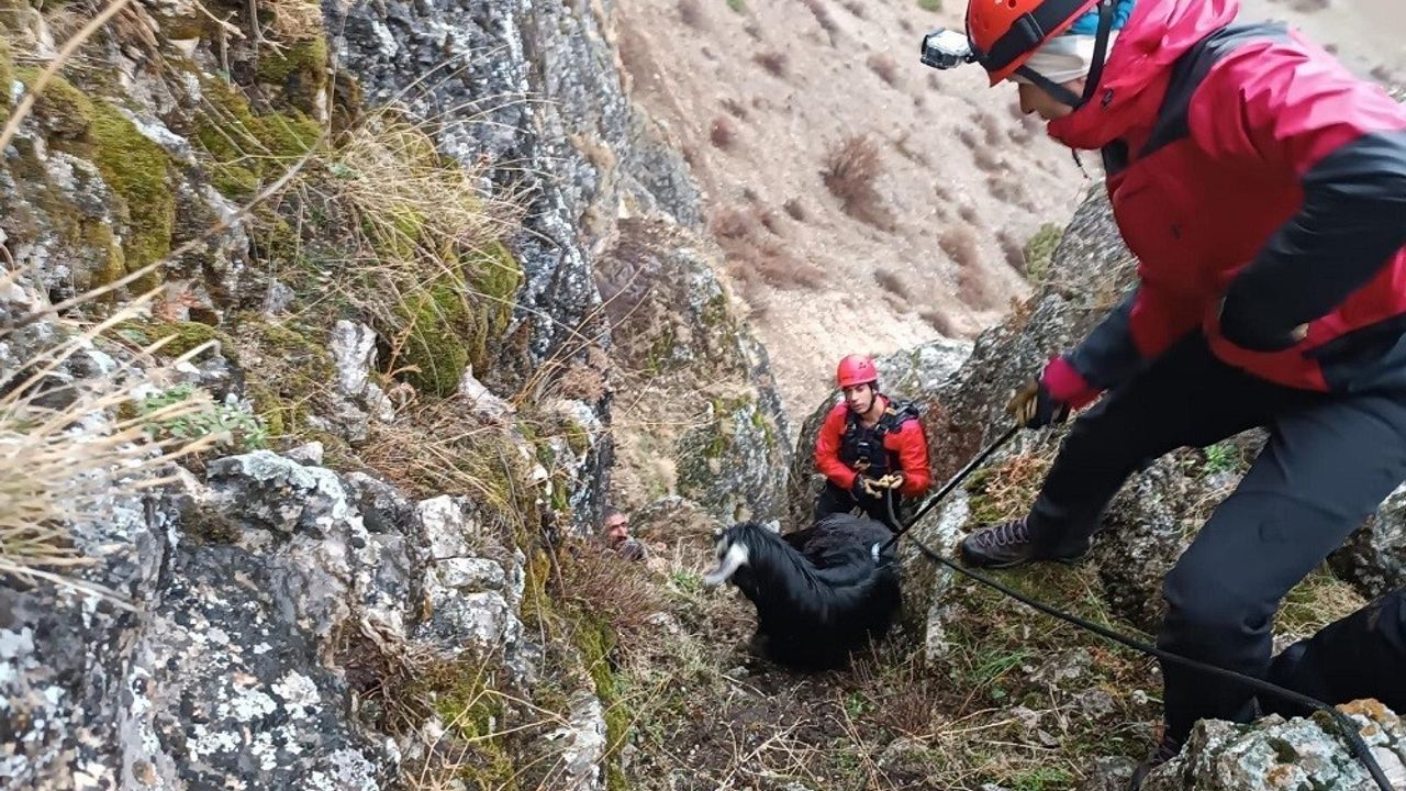 Erzincan'da Kayalıklarda Mahsur Kalan 10 Keçi JAK ve AFAD Tarafından Kurtarıldı