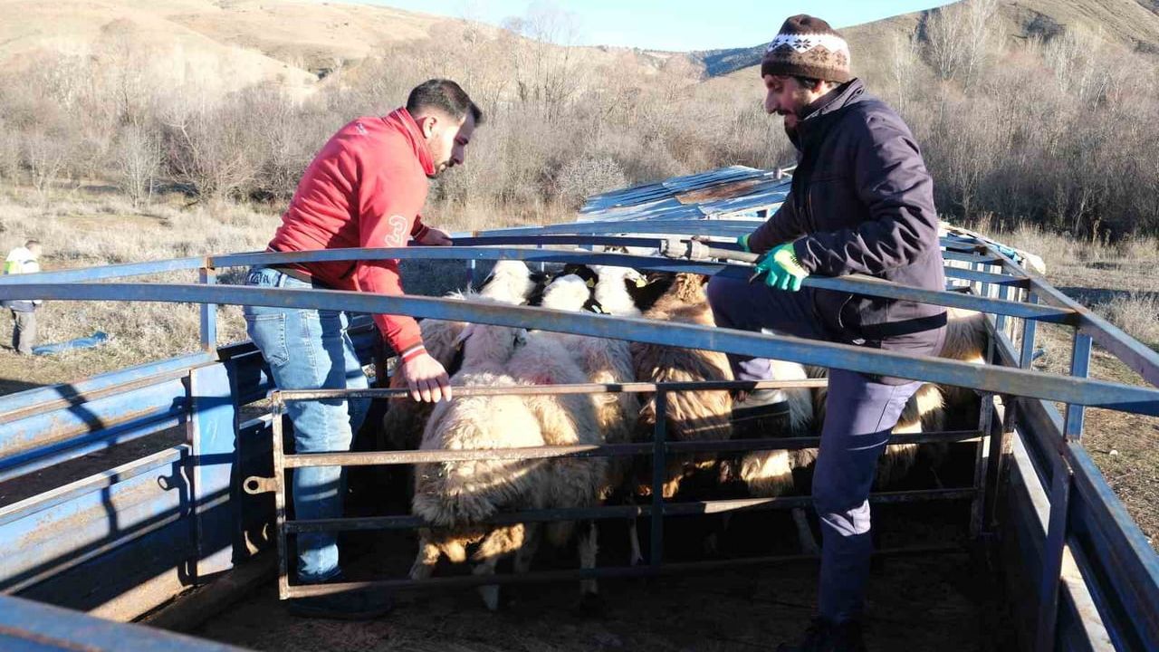 Erzincan'da soğuk hava ve kar yağışı yayladaki küçükbaş sürüleri merkeze ve köylere indirdi