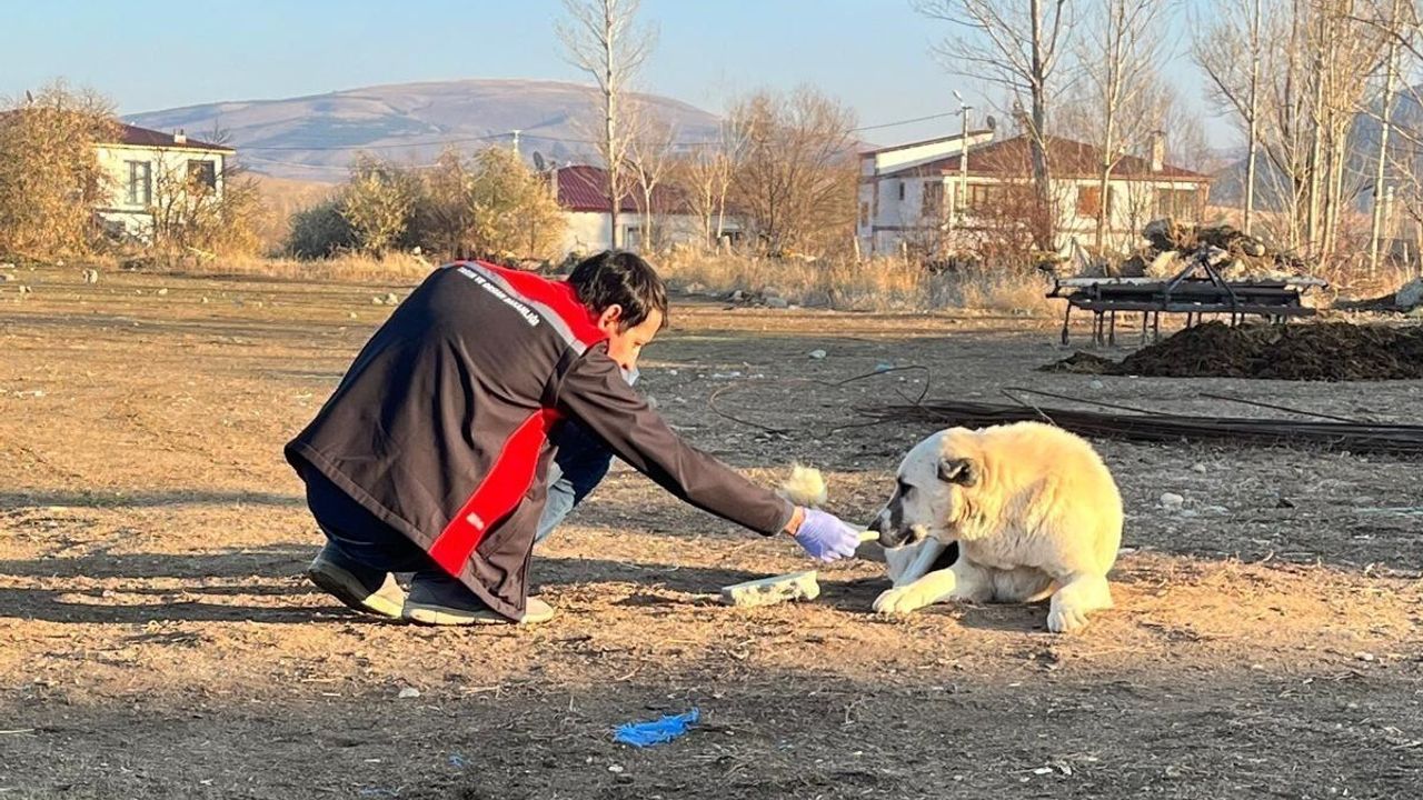 Erzincan'da sokak köpeklerine oral kuduz aşısı uygulanıyor