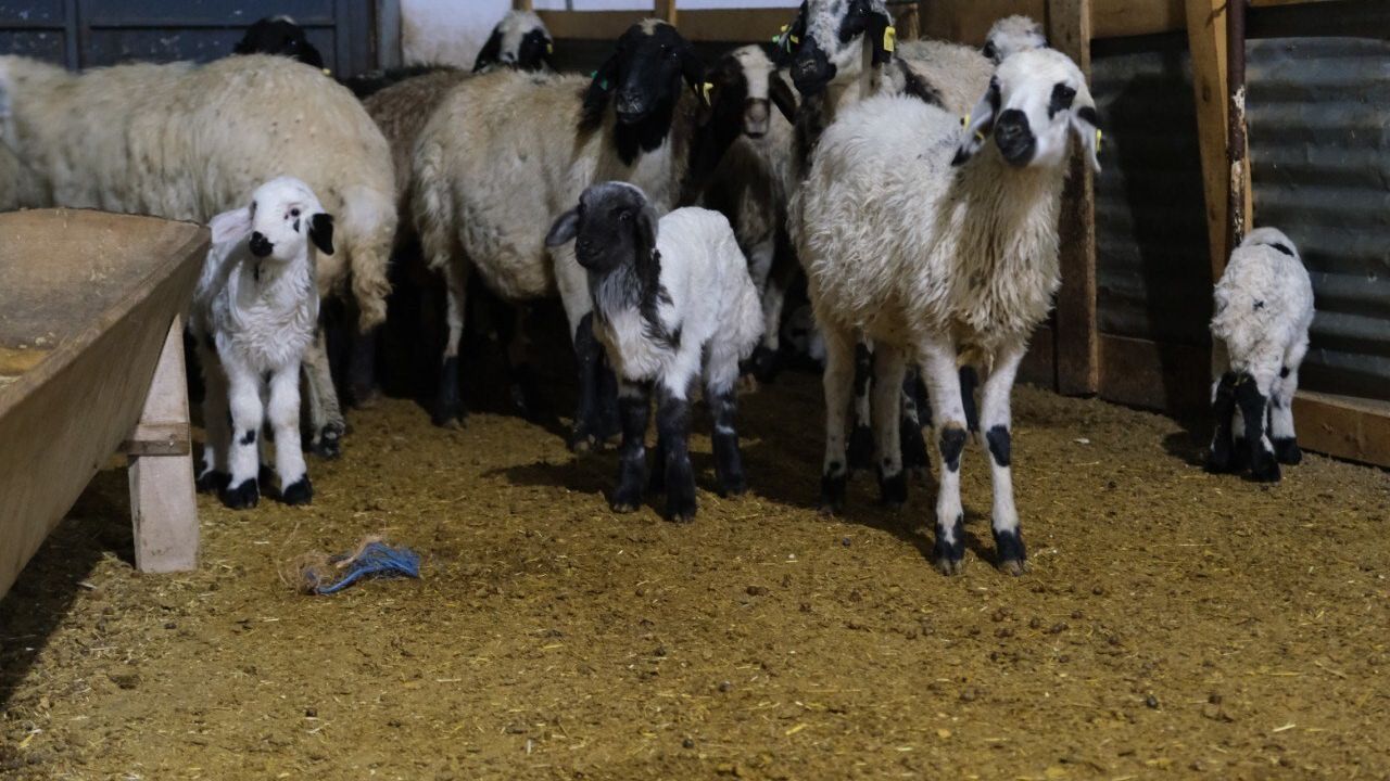 Erzincan'da Yıl Sonu Kuzuları Üreticilerin Yüzünü Güldürdü