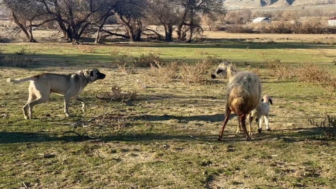 Erzincan Günebakan'da anne koyun kuzusunu korumak için köpeğe karşı siper oldu