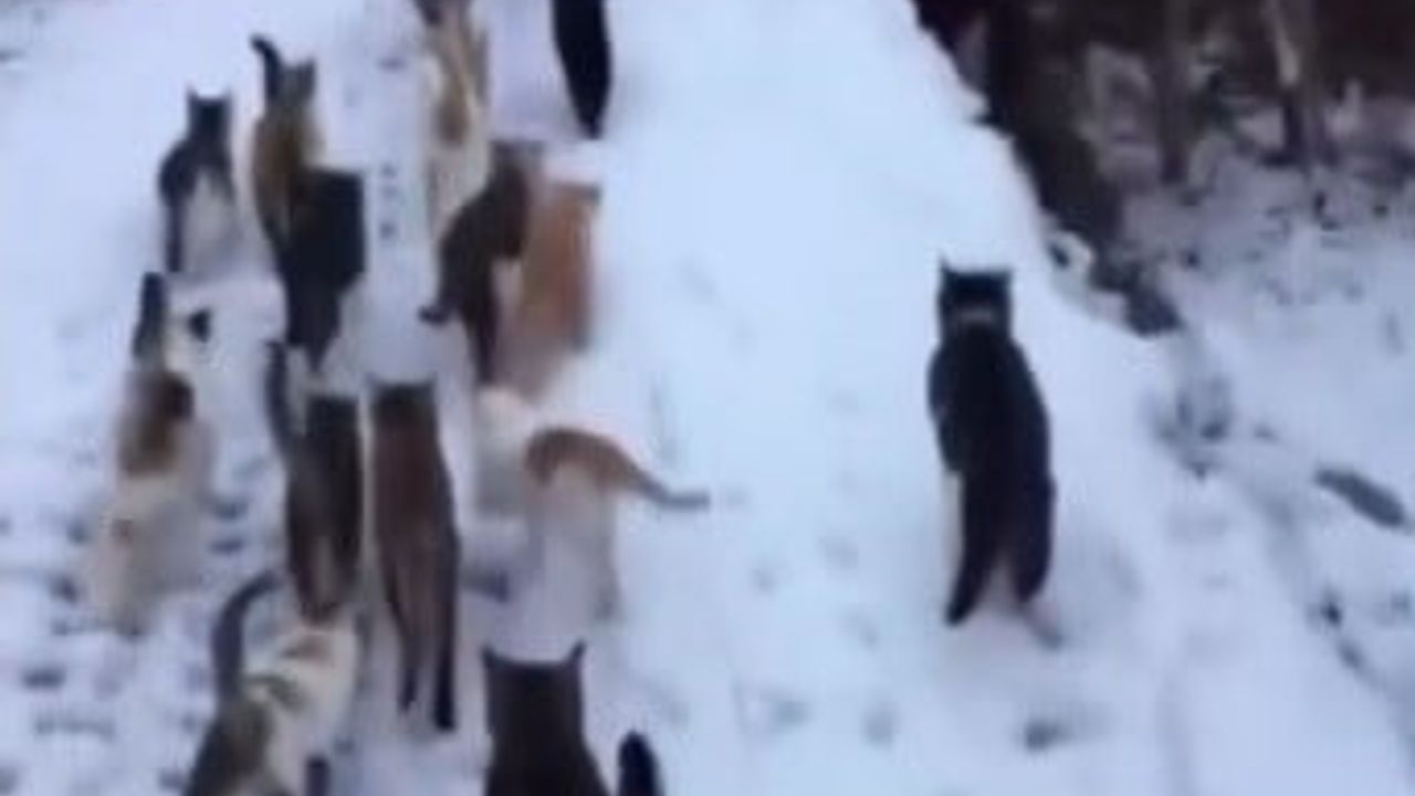 Erzincan Kemah Muratboynu köyünde kar sonrası kedileri besleyen vatandaş takdir topladı