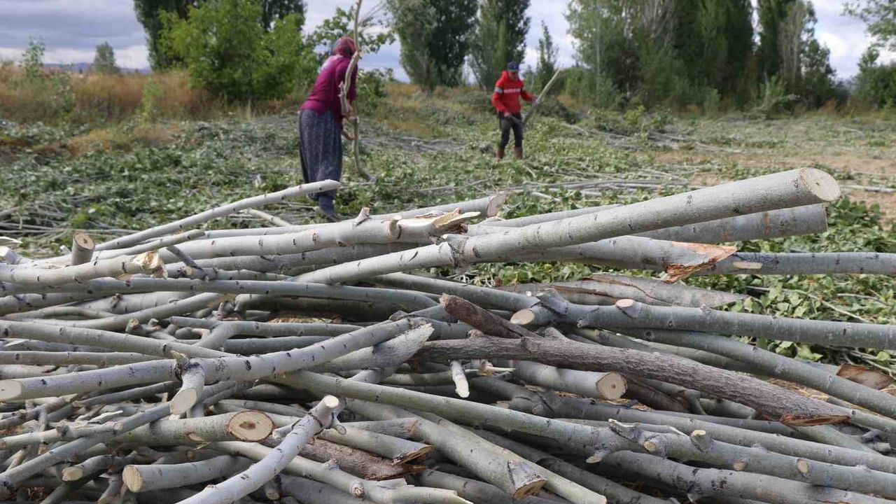Erzincan kırsalında kış mesaisi: Kömür yerine odun ve çalı-çırpı