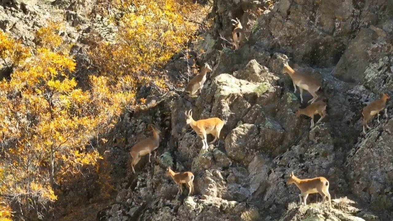 Erzincan Munzur Dağları’nda Drone ile Yaban Keçileri Görüntülendi