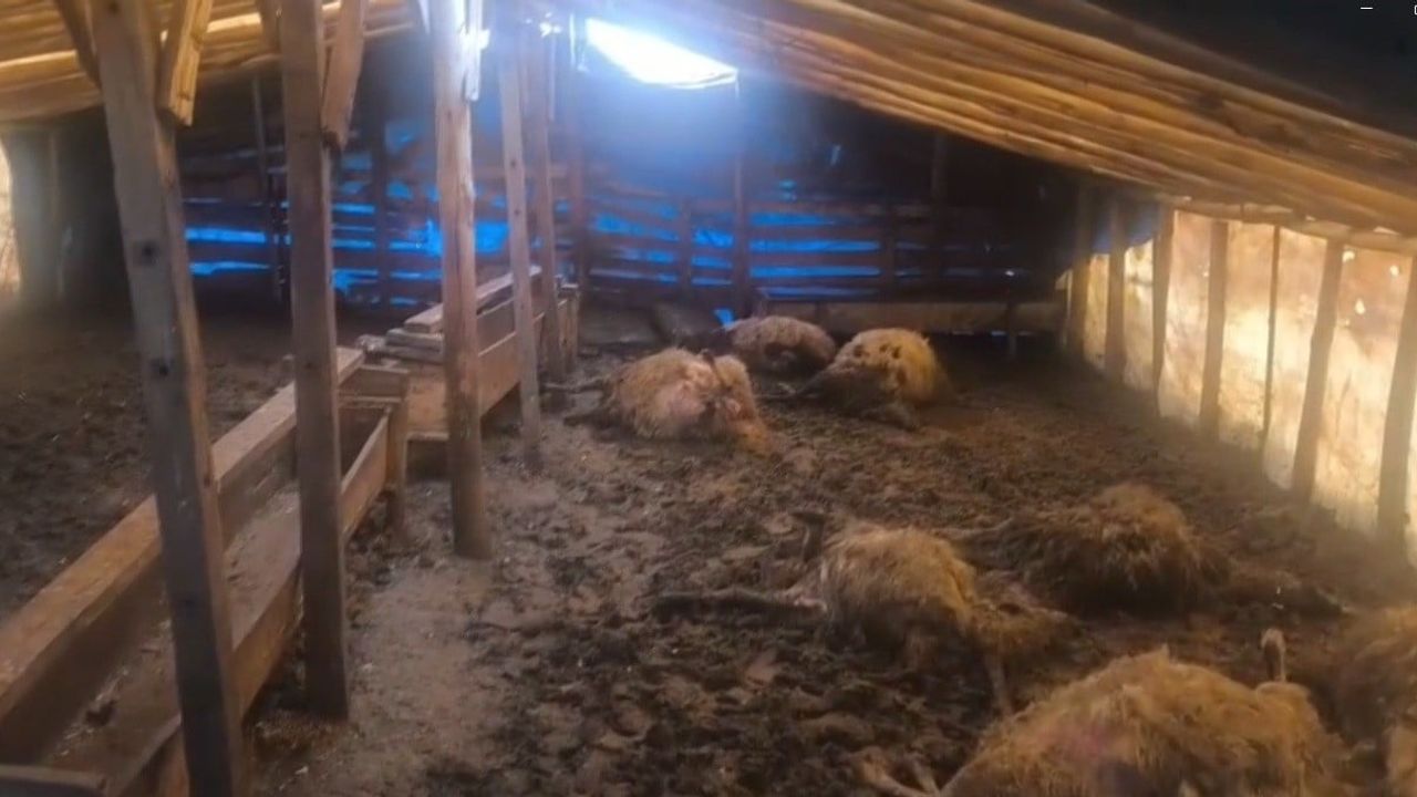 Erzincan Otlukbeli'de kurt saldırısı: 10 koyun telef, 10 yaralı