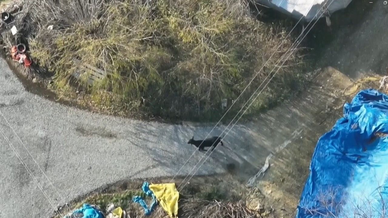 Erzincan Sazlıpınar'da firar eden angus, Mert Yılmaz'ın drone kaydında kayboldu