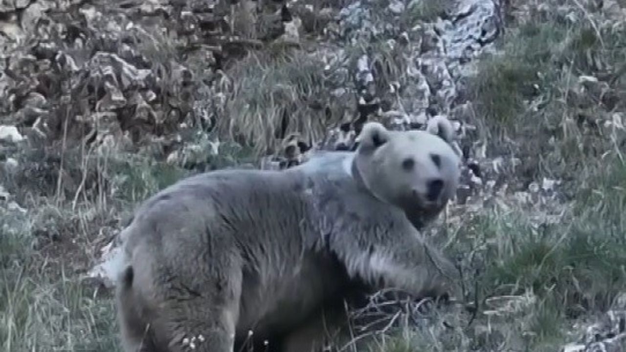 Erzincan Sazlıpınar'da Kış Uykusuna Hazırlanan İki Ayı Görüntülendi