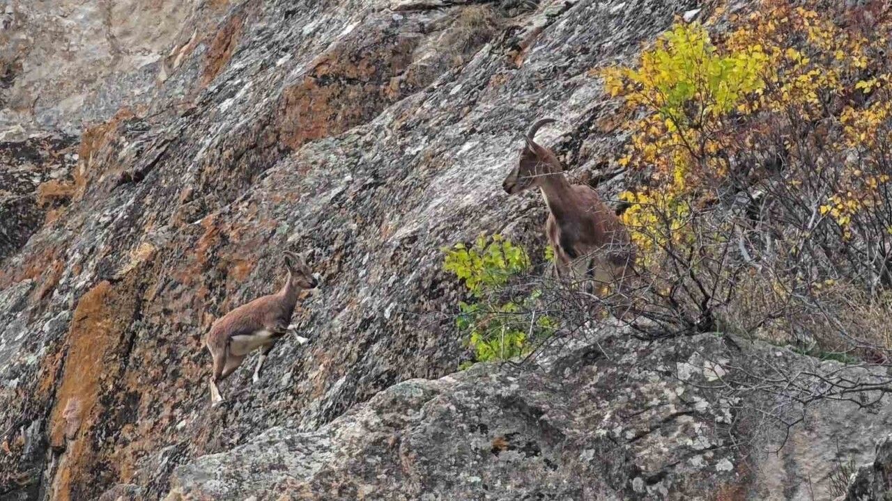 Erzurum'da dağ keçileri ilçe merkezlerine indi: Tortum ve Uzundere'de yoğun ilgi