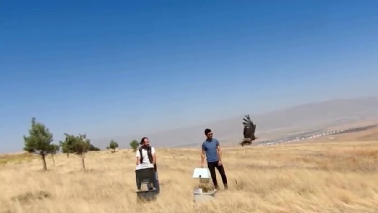 Erzurum'da İyileştirilen İki Kızıl Şahin Doğaya Bırakıldı