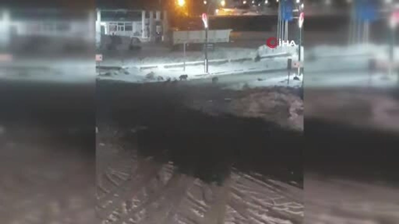 Erzurum Karayazı'da akşam saatlerinde kurt sürüleri mahallelere indi