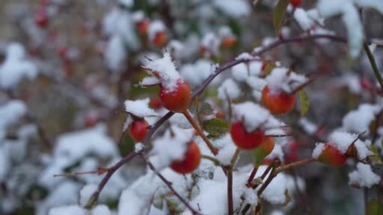 Erzurum kent merkezinde kar etkili oldu: Ulaşımda aksama ve karla mücadele sürüyor