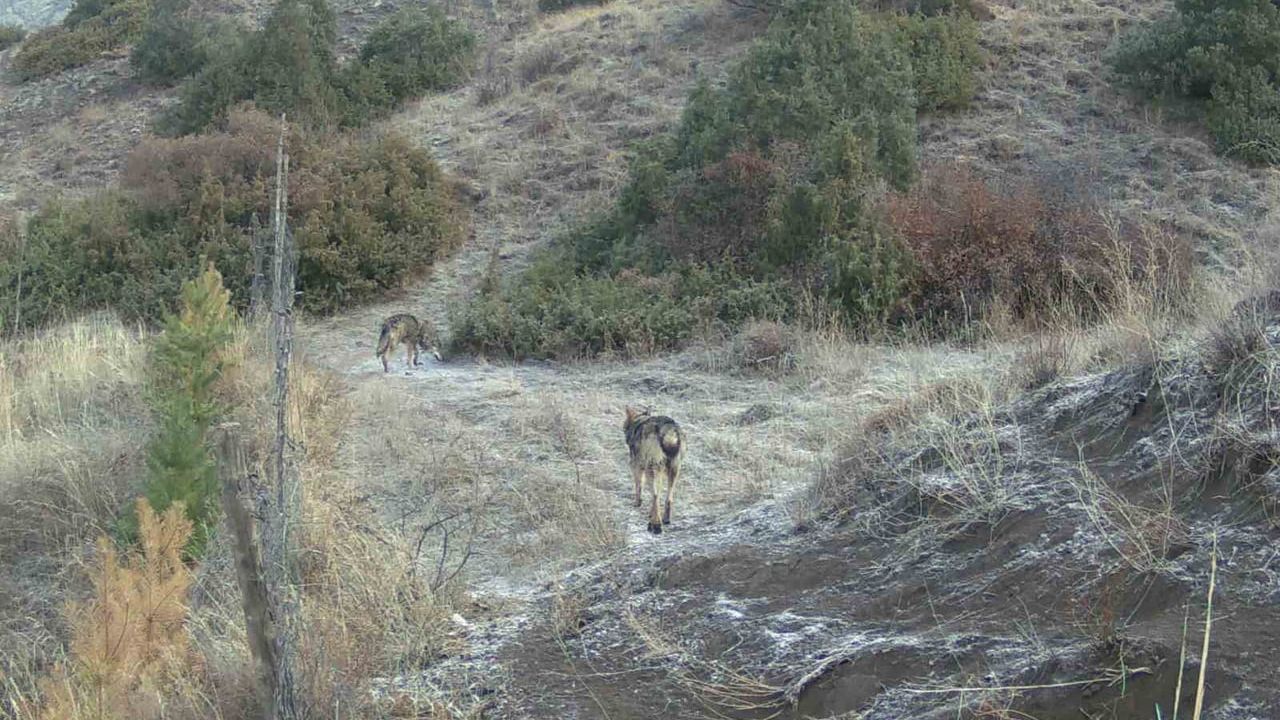 Erzurum Oltu'da fotokapan kayıtları bölgenin zengin yaban hayatını ortaya koydu