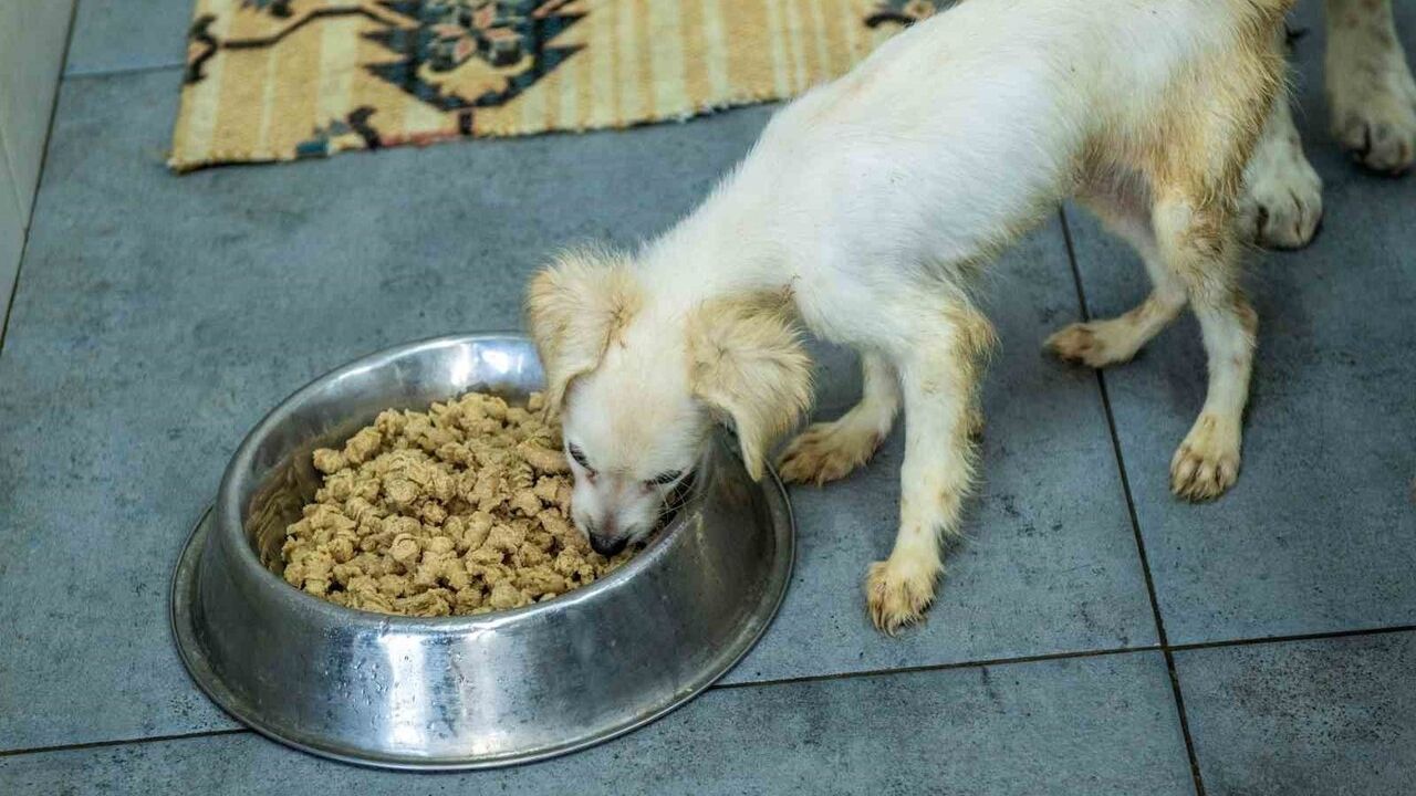 Esenyurt Belediyesi yemek artıkları ve bayat ekmekleri Mama Üretim Merkezi'nde mamaya dönüştürüyor