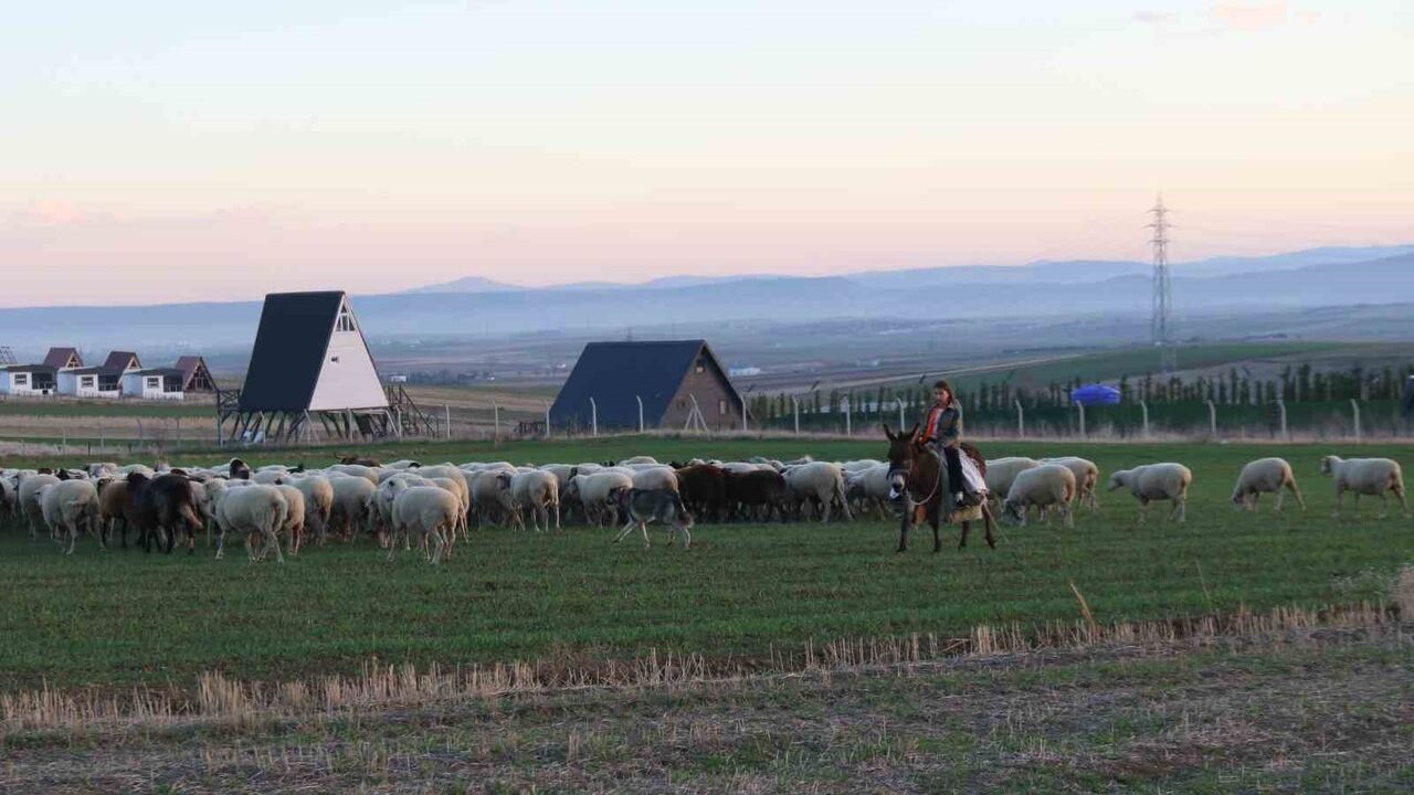 Eskişehir'de 9 yaşındaki Ayşe Yaren, babasının çobanlık geleneğini sürdürüyor