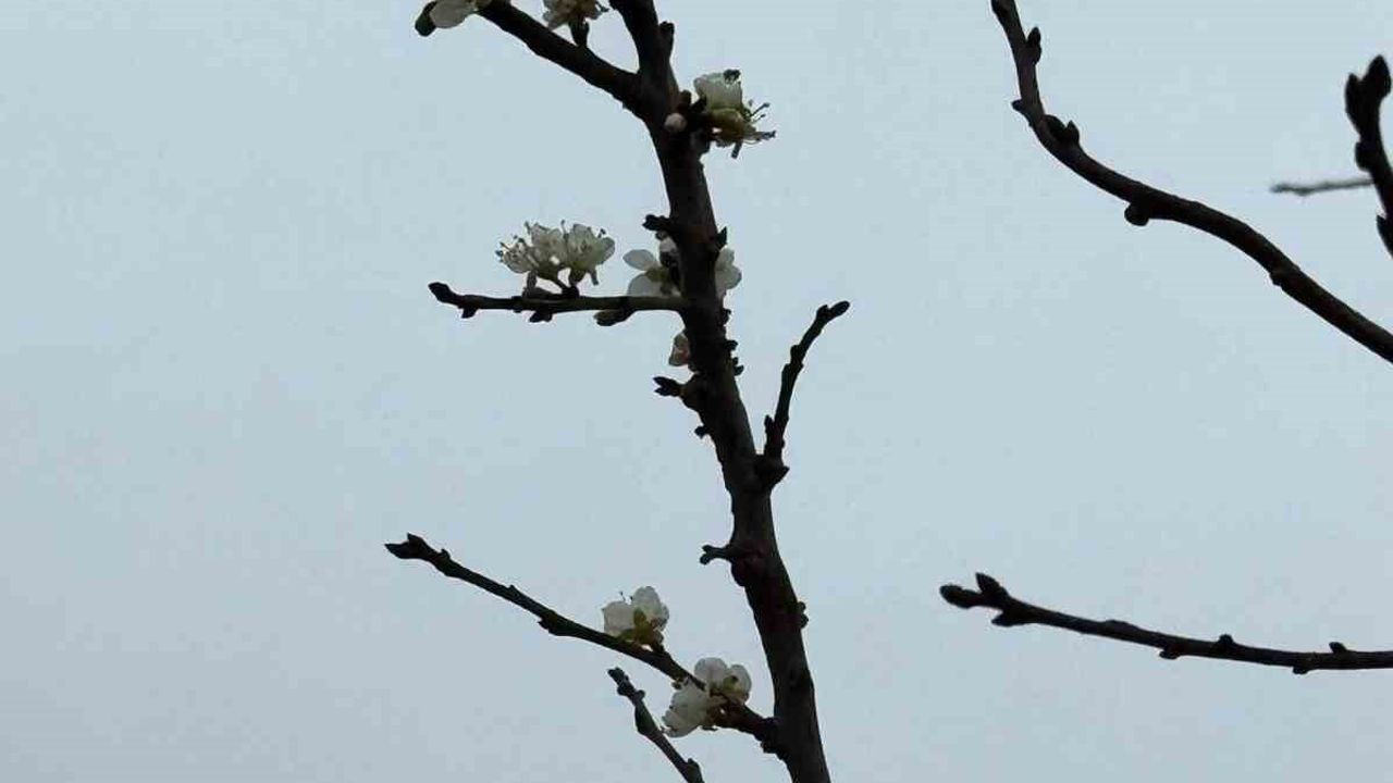 Eskişehir'de Aralık ayında çiçek açan kayısı ağacı, mahalle sakinleri verim kaygısı taşıyor